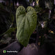 Anthurium 'Black Cheetah' x debile