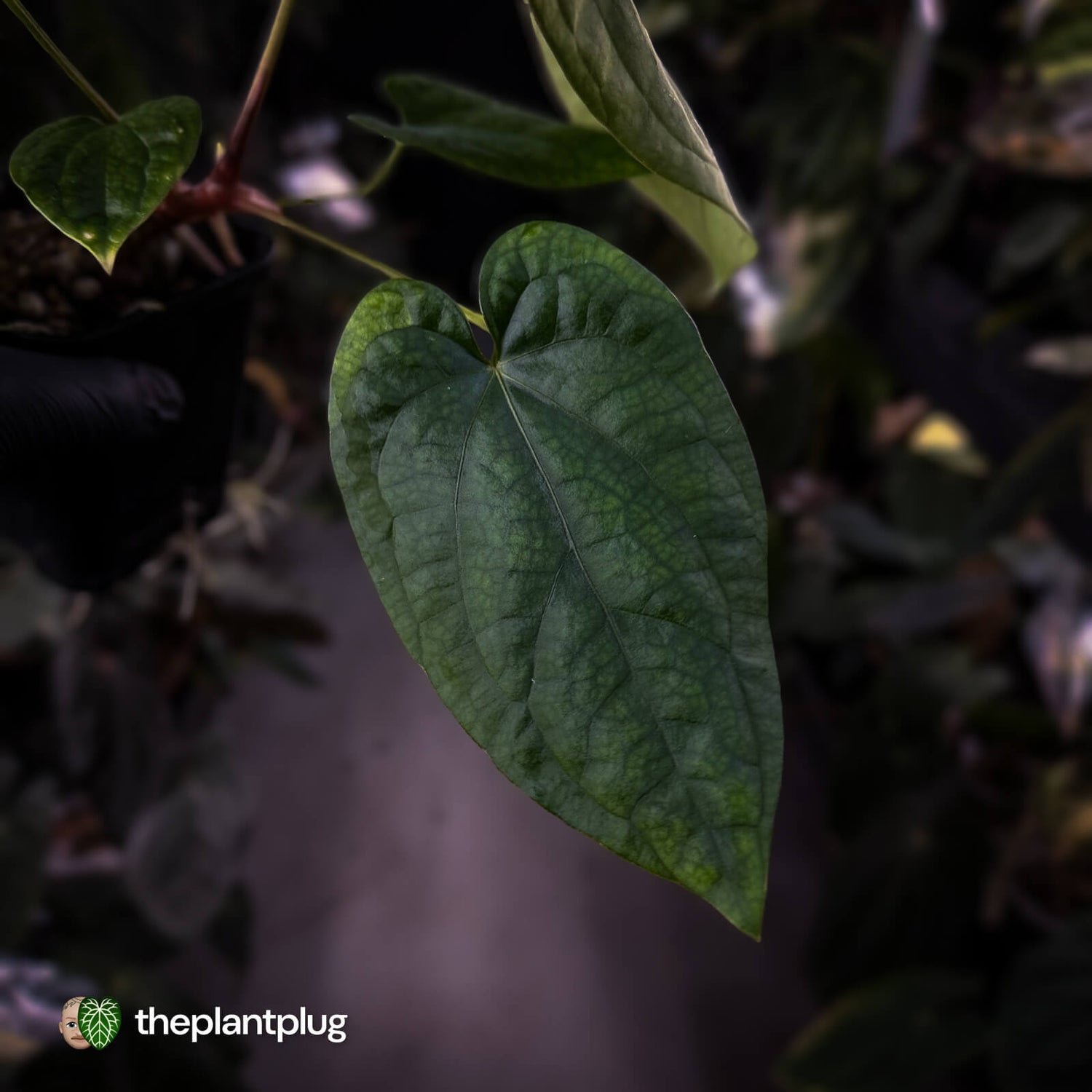 Anthurium 'Black Cheetah' x debile