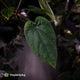 Anthurium 'Black Cheetah' x debile