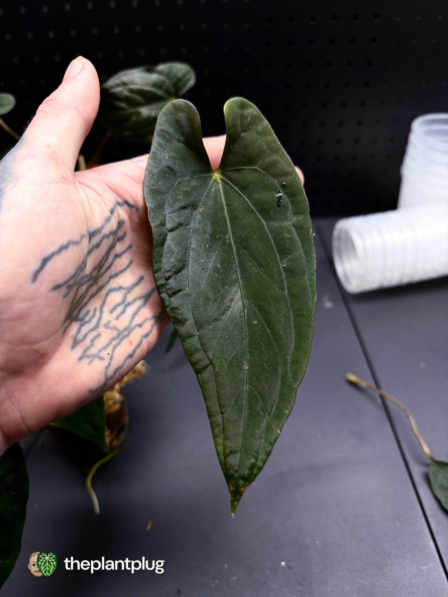 Anthurium #MidnightPhoenix • grower's choice