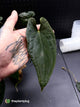 Anthurium #MidnightPhoenix • grower's choice