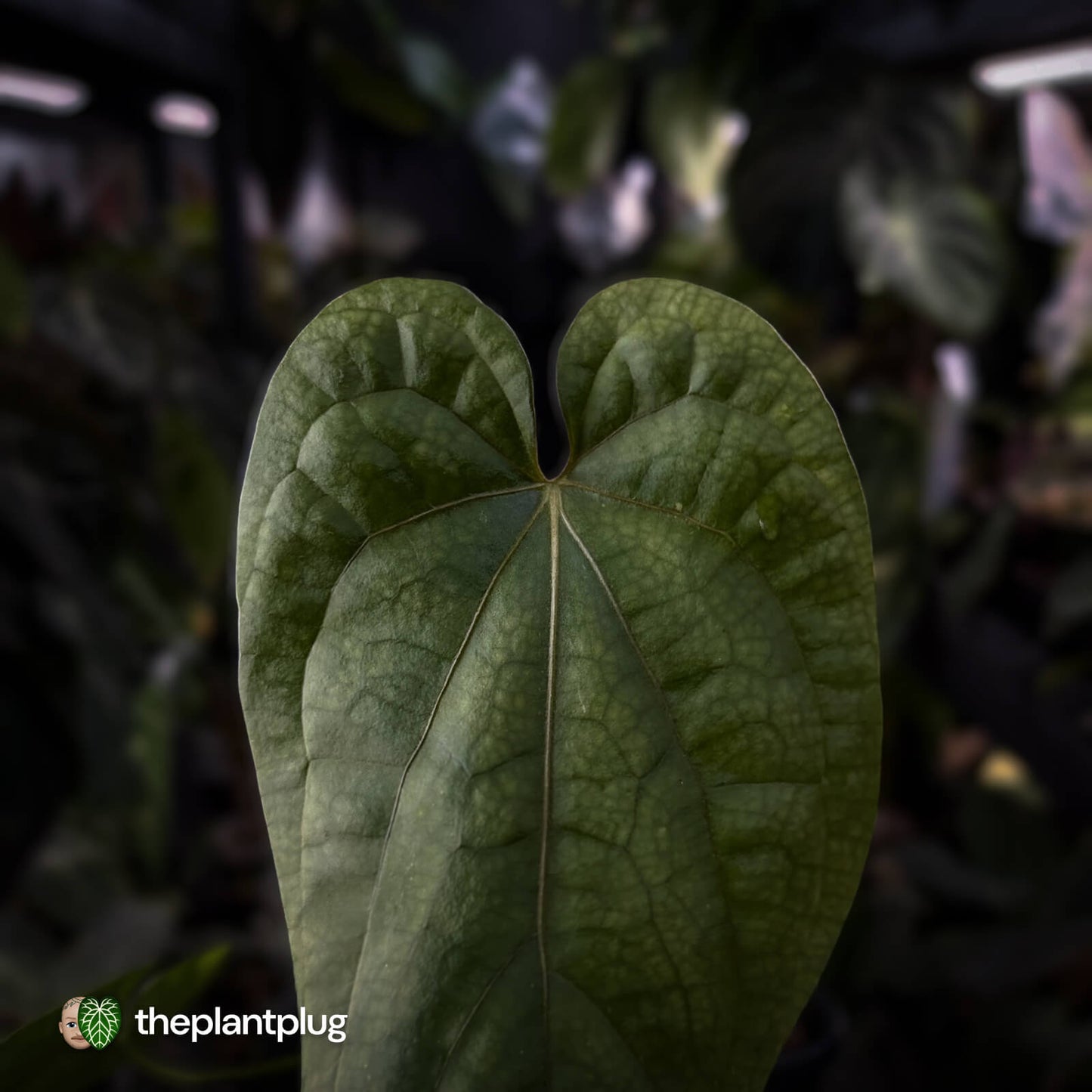 Anthurium 'Black Cheetah' x debile