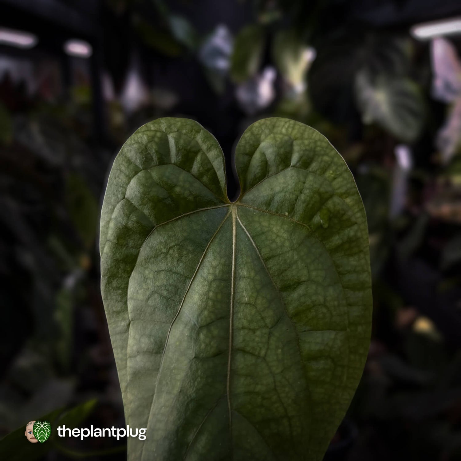 Anthurium 'Black Cheetah' x debile