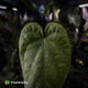 Anthurium 'Black Cheetah' x debile