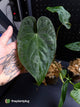 Anthurium #MidnightPhoenix • grower's choice