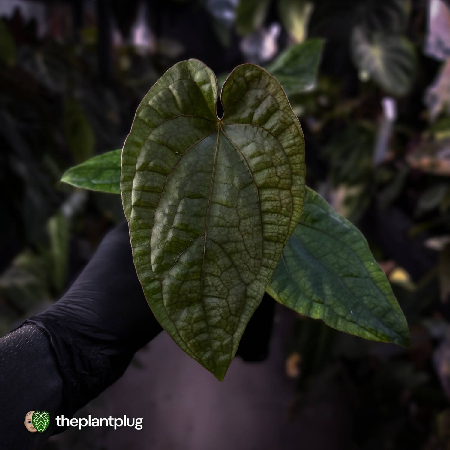Anthurium 'Black Cheetah' x debile