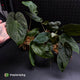 Anthurium #MidnightPhoenix • grower's choice