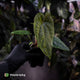 Anthurium 'Black Cheetah' x debile