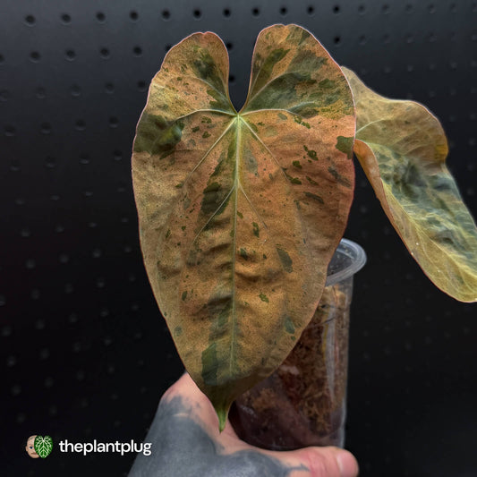 Anthurium 'Midas Touch' • ghost variegated ✨