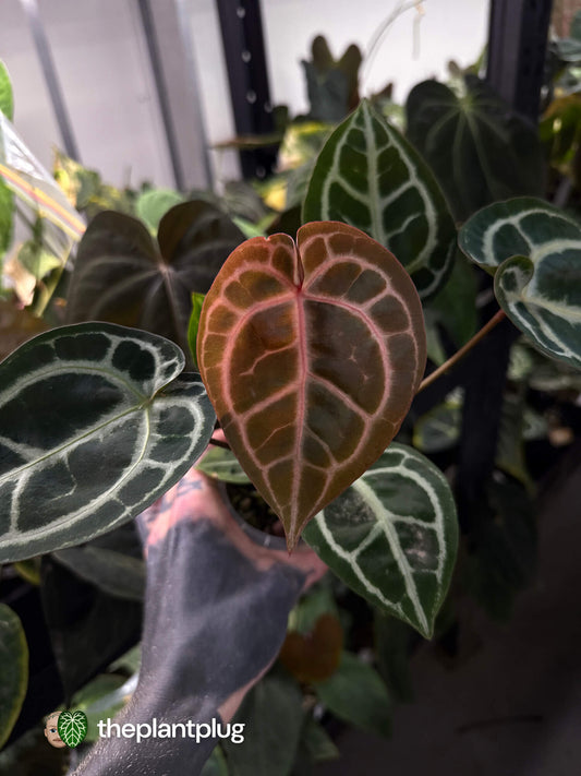 Anthurium 'Michelle' x ('SKG Silver' x 'Red crystallinum') 🌟
