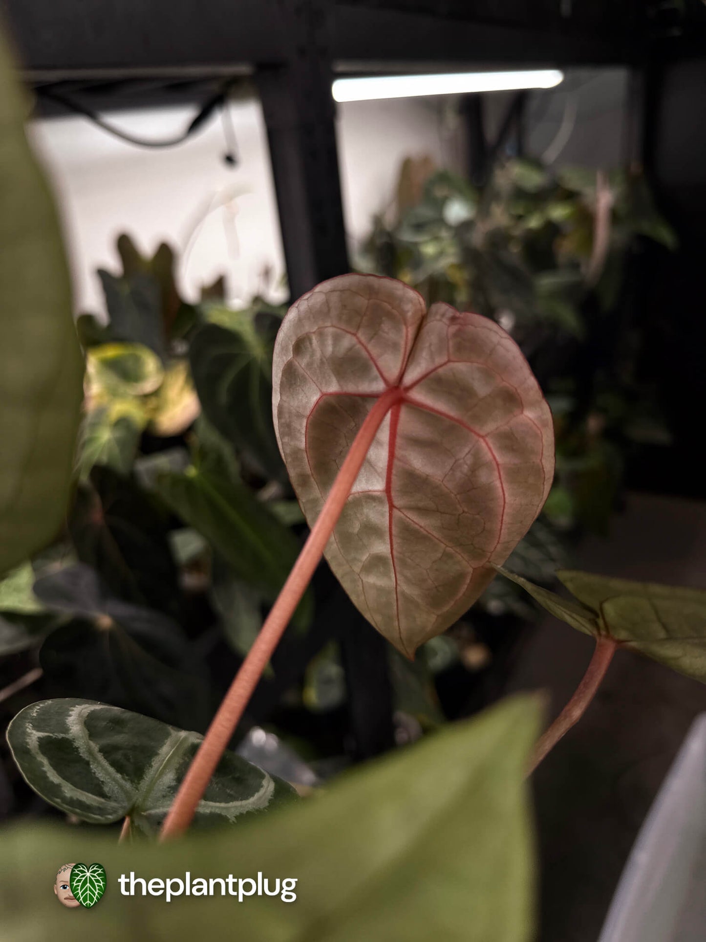 Anthurium 'Michelle' x ('SKG Silver' x 'Red crystallinum') 🌟