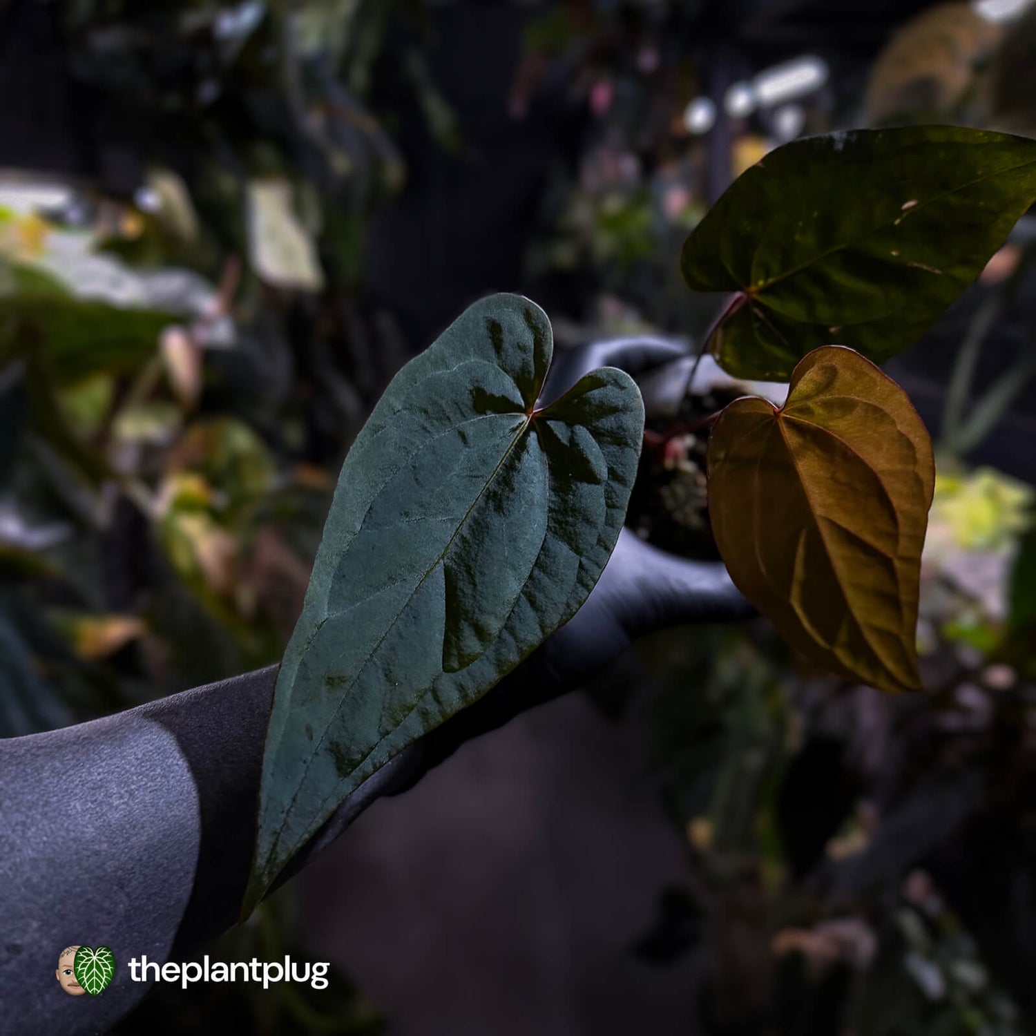 Anthurium [(pap x dress) x 'Waddle Noid'] #VolcanicAsh 🌋