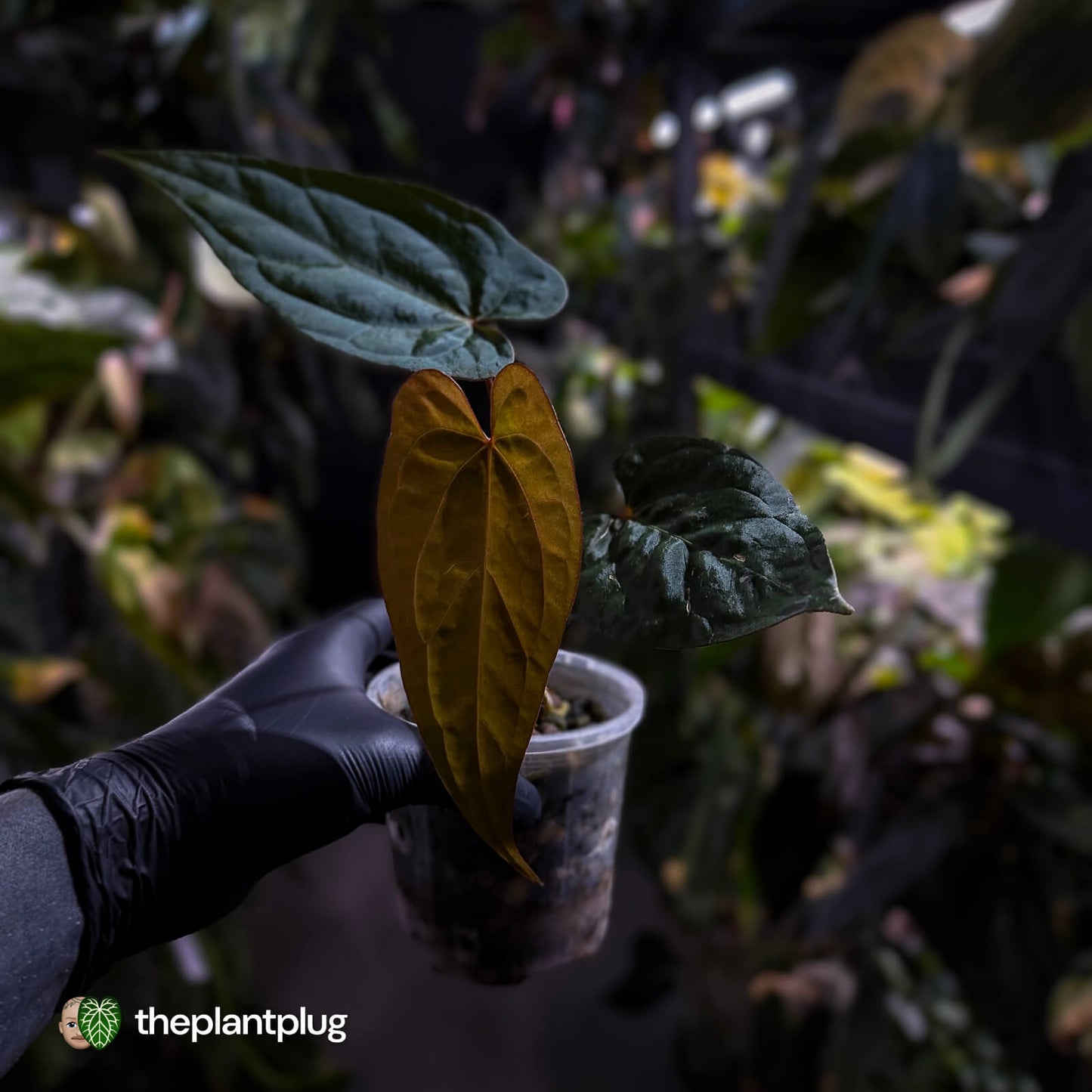 Anthurium [(pap x dress) x 'Waddle Noid'] #VolcanicAsh 🌋