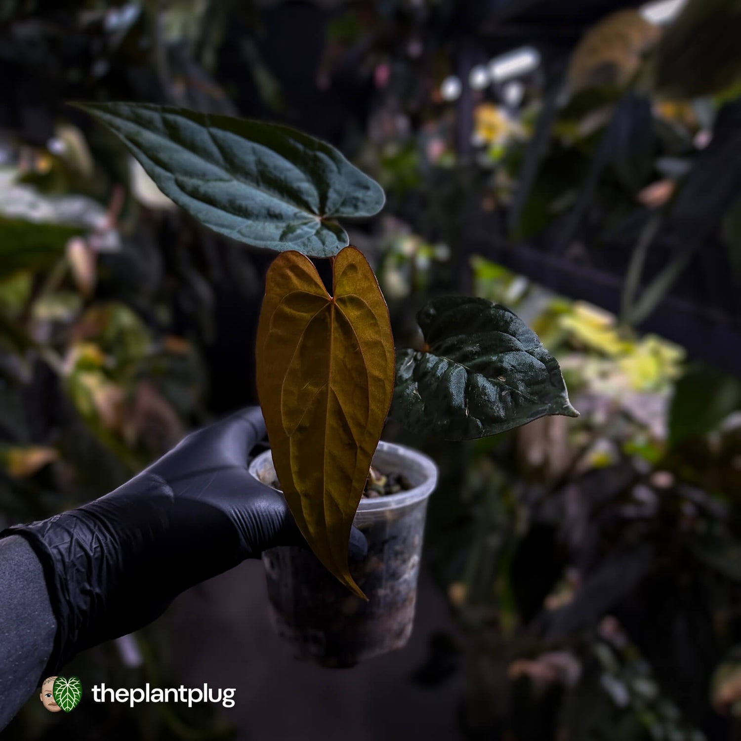 Anthurium [(pap x dress) x 'Waddle Noid'] #VolcanicAsh 🌋