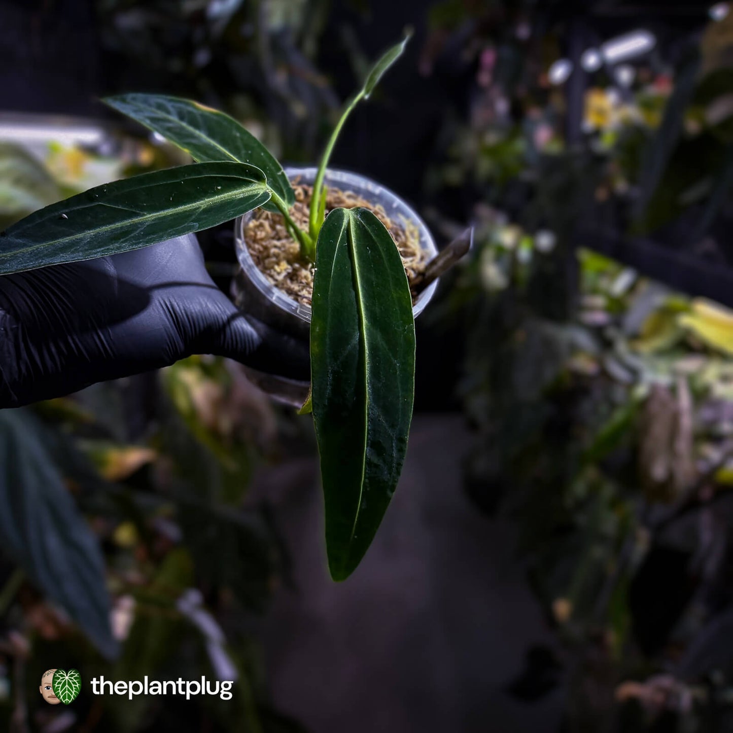 Anthurium warocqueanum dark form