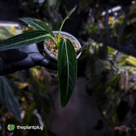 Anthurium warocqueanum dark form