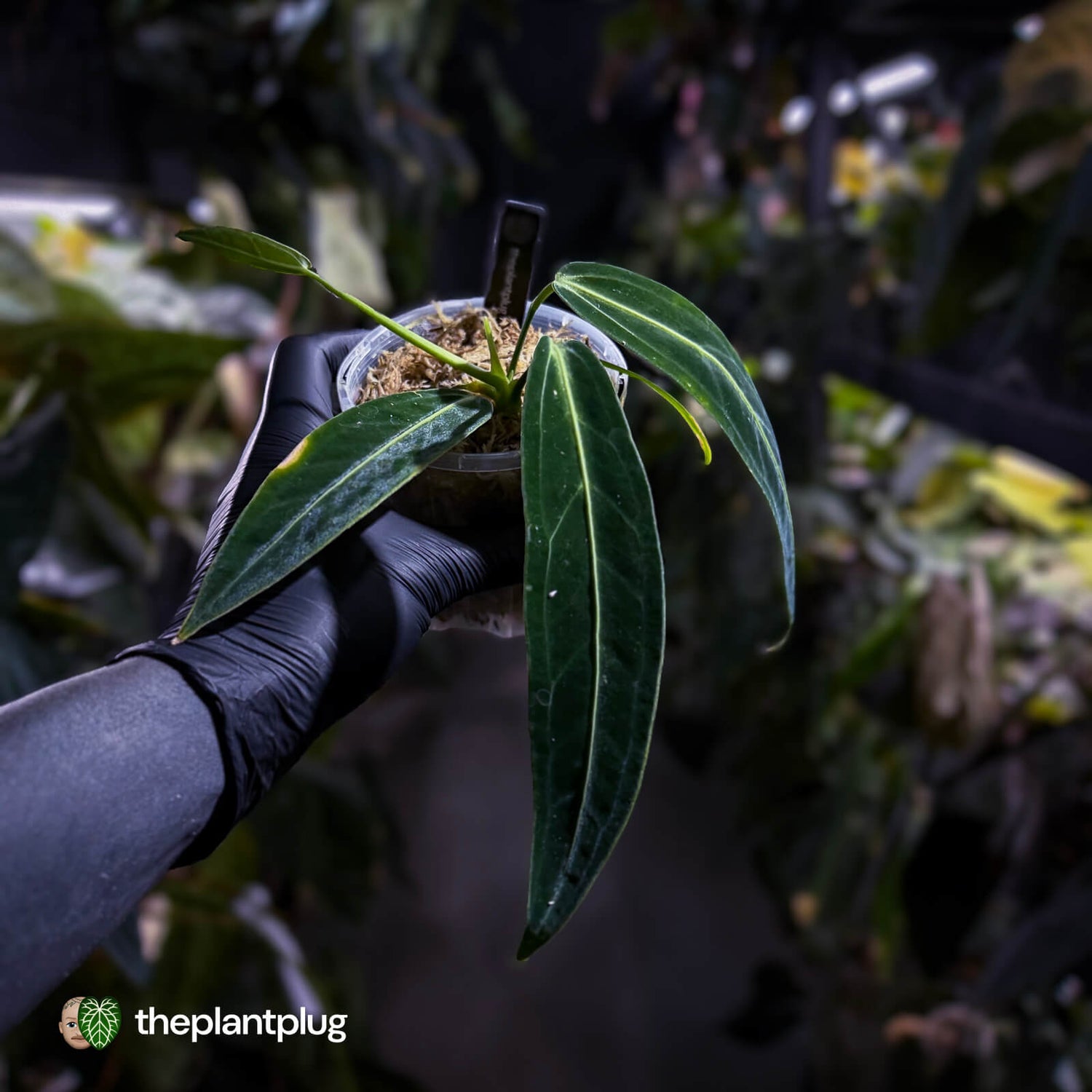 Anthurium warocqueanum dark form