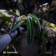 Anthurium warocqueanum dark form
