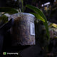 Anthurium warocqueanum dark form