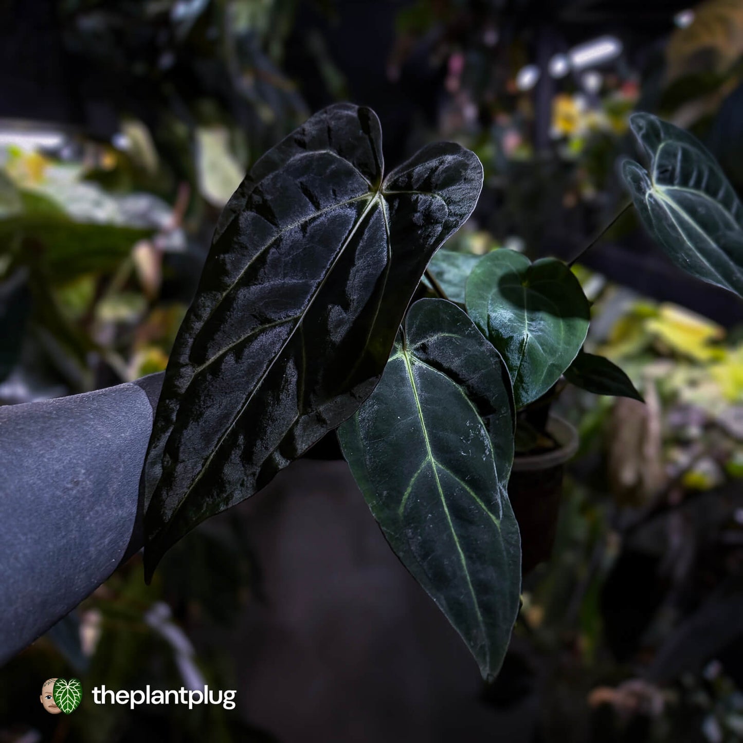 Anthurium (carlablackiae x dressleri) x carlablackiae