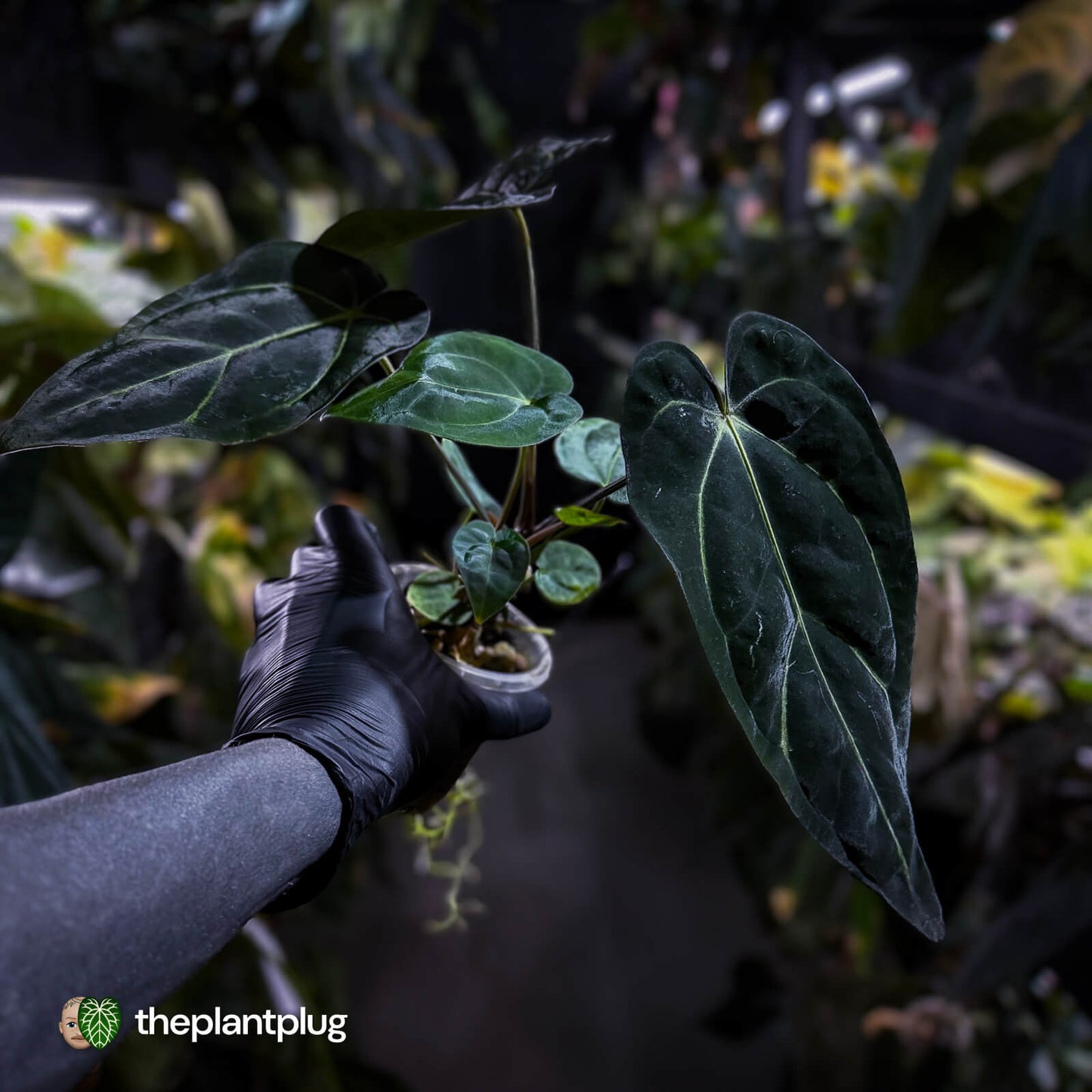 Anthurium (carlablackiae x dressleri) x carlablackiae