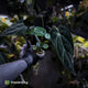 Anthurium (carlablackiae x dressleri) x carlablackiae