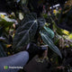Anthurium (carlablackiae x dressleri) x carlablackiae
