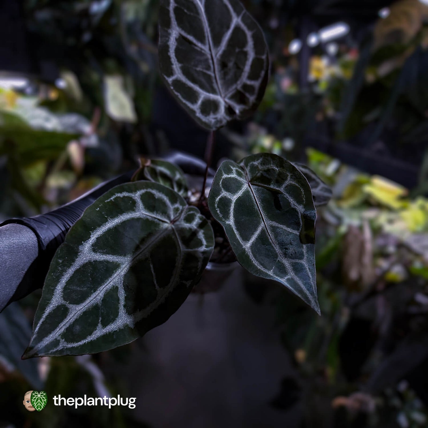 Anthurium 'SKG Purple' x ('Pink Lemonade' x 'Red Crystal') 💜