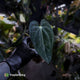 Anthurium (carlablackiae x besseae aff) x (antolakii x 'Dark Phoenix')