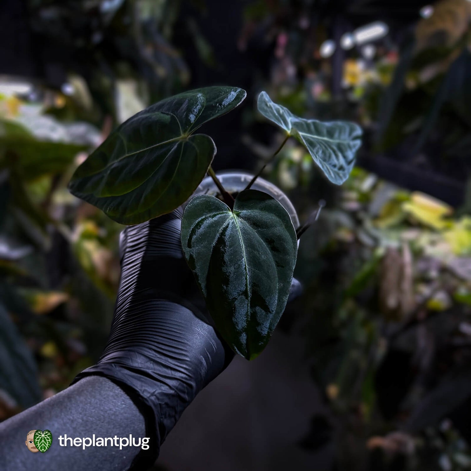 Anthurium (carlablackiae x besseae aff) x (antolakii x 'Dark Phoenix')