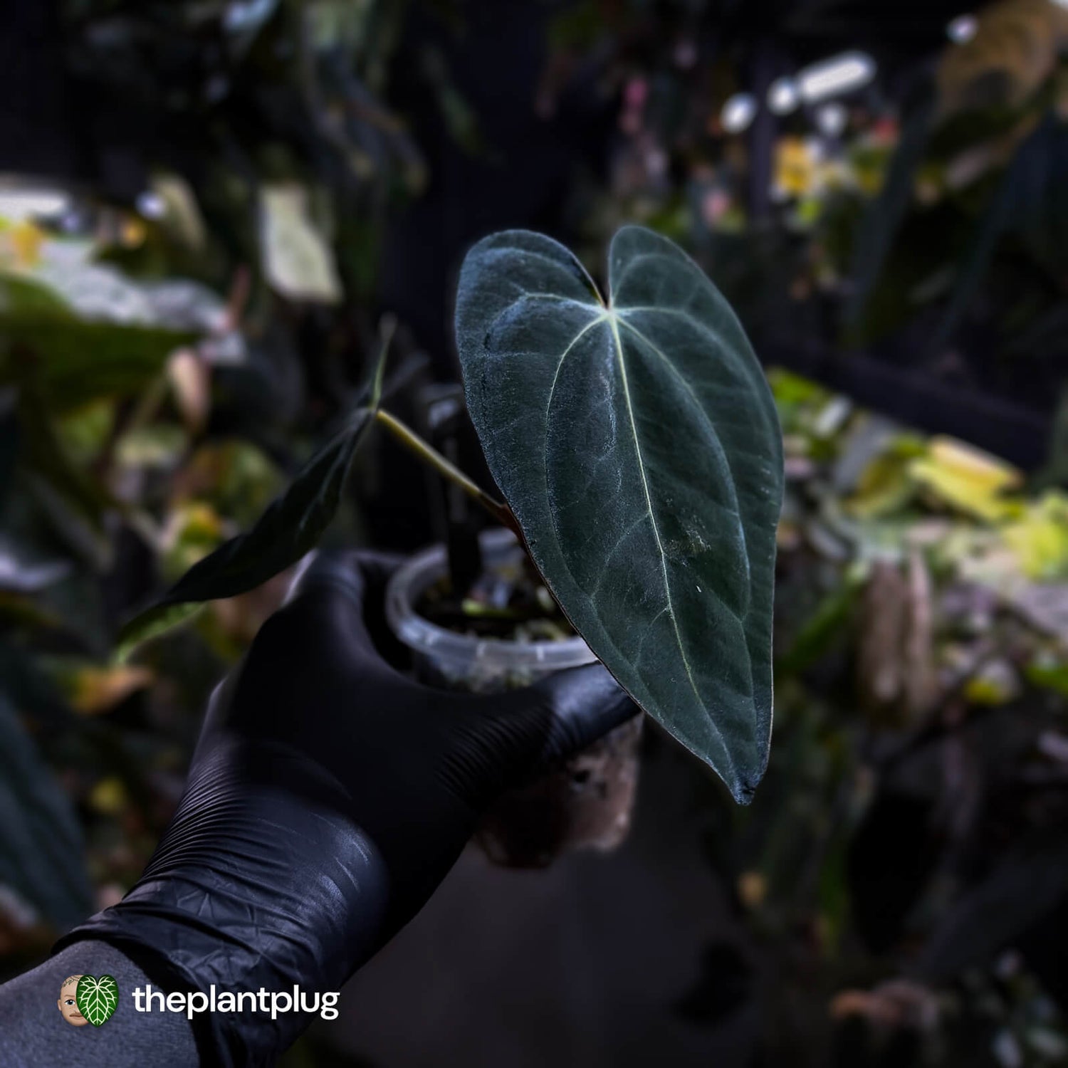 Anthurium (carlablackiae x besseae aff) x (antolakii x 'Dark Phoenix')