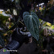 Anthurium (carlablackiae x besseae aff) x (antolakii x 'Dark Phoenix')