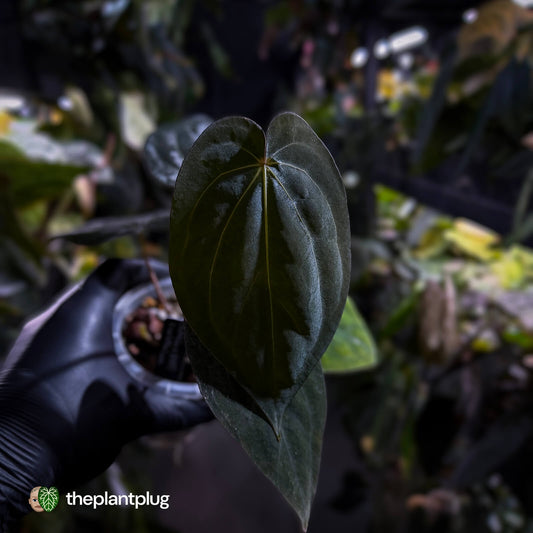 Anthurium (antolakii x 'Red Dark Phoenix') x carla 🌟