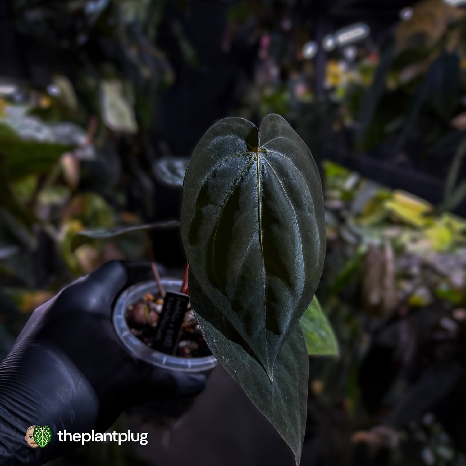 Anthurium (antolakii x 'Red Dark Phoenix') x carla 🌟