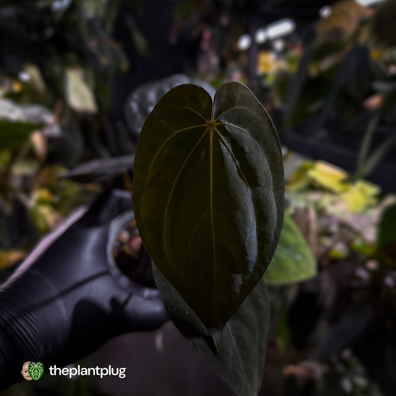 Anthurium (antolakii x 'Red Dark Phoenix') x carla 🌟