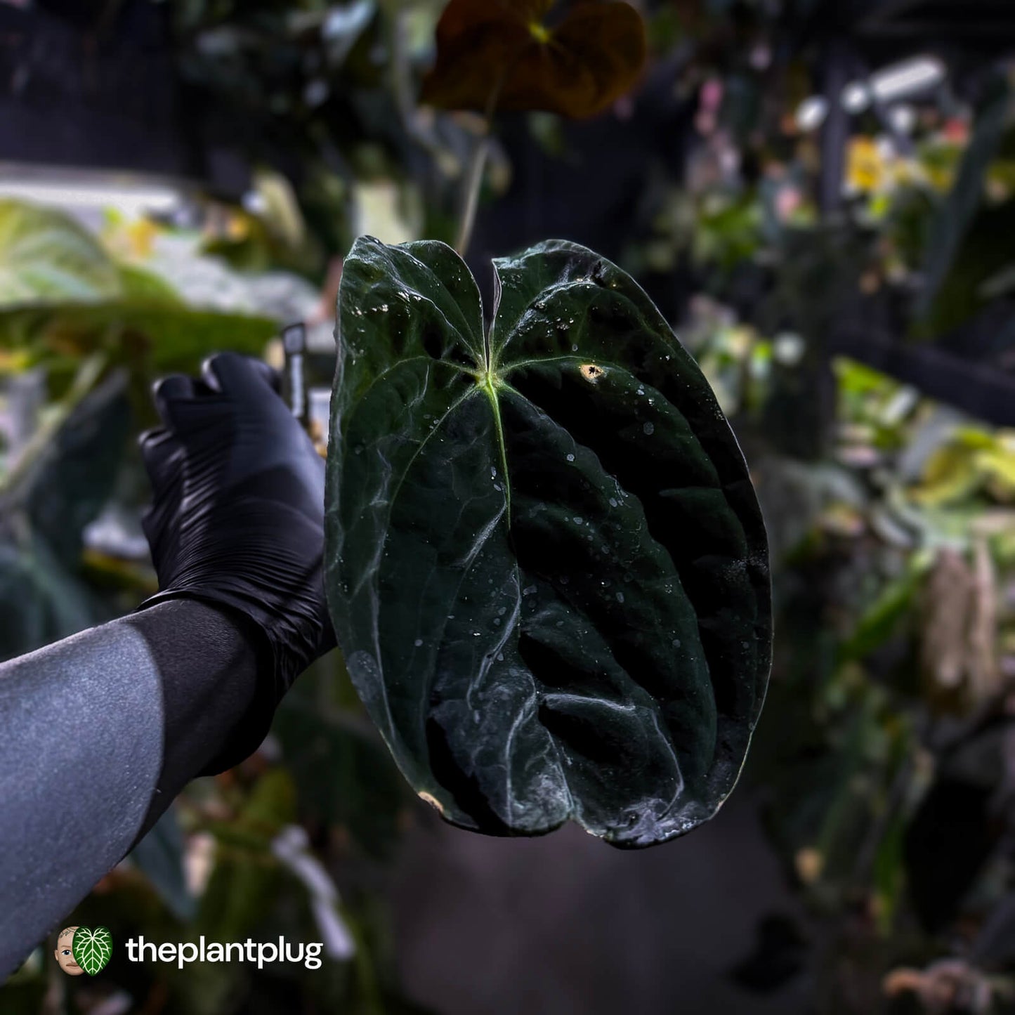Anthurium papillilaminum 'TPP1'
