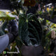 Anthurium papillilaminum 'TPP1'