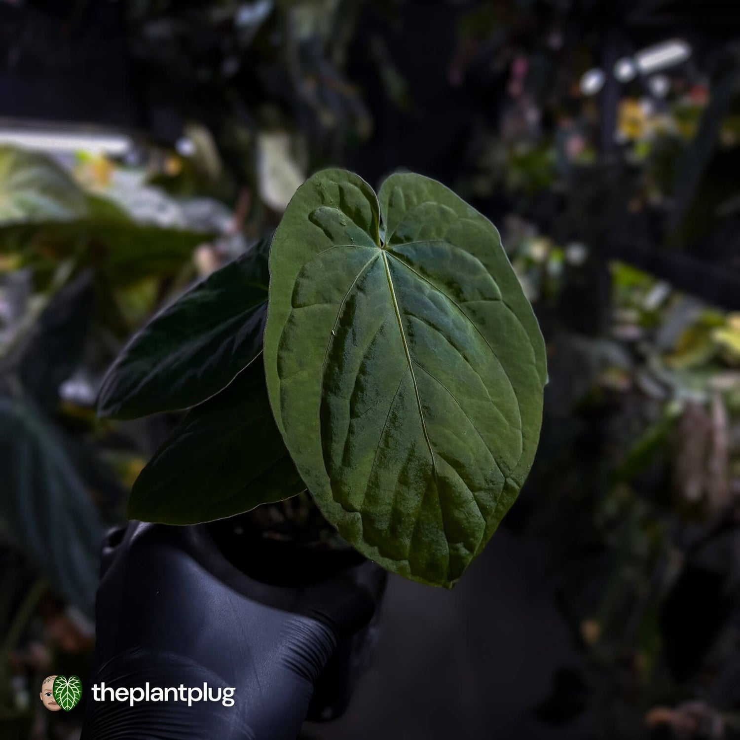 Anthurium kunayalense x antolakii (formerly 'BVEP')