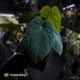Anthurium kunayalense x antolakii (formerly 'BVEP')