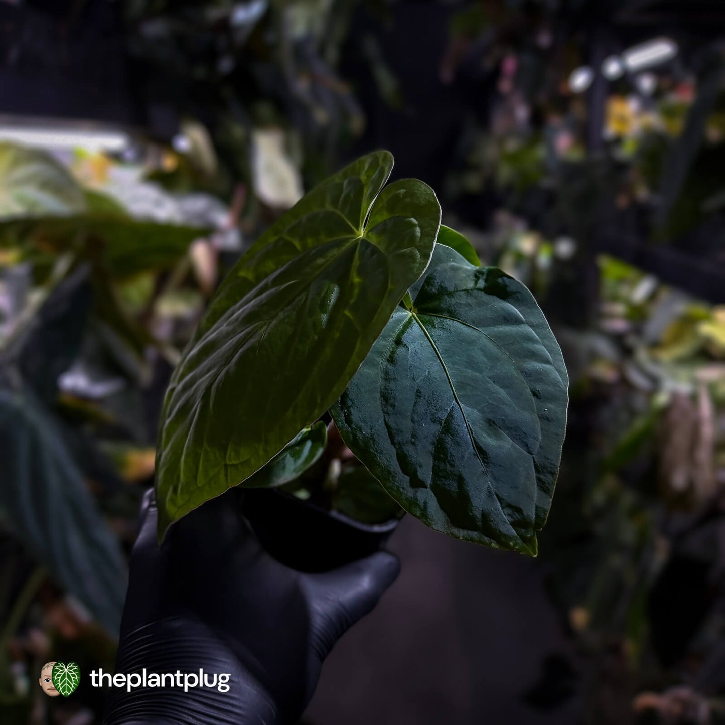 Anthurium kunayalense x antolakii (formerly 'BVEP')