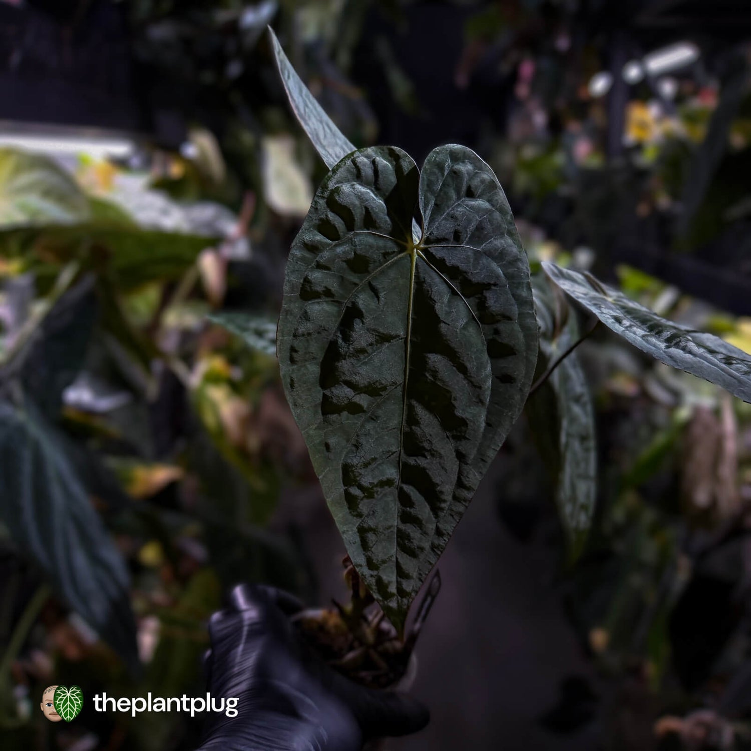 Anthurium #CherryNoir 🍒