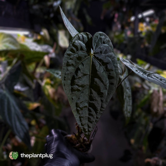 Anthurium #CherryNoir 🍒