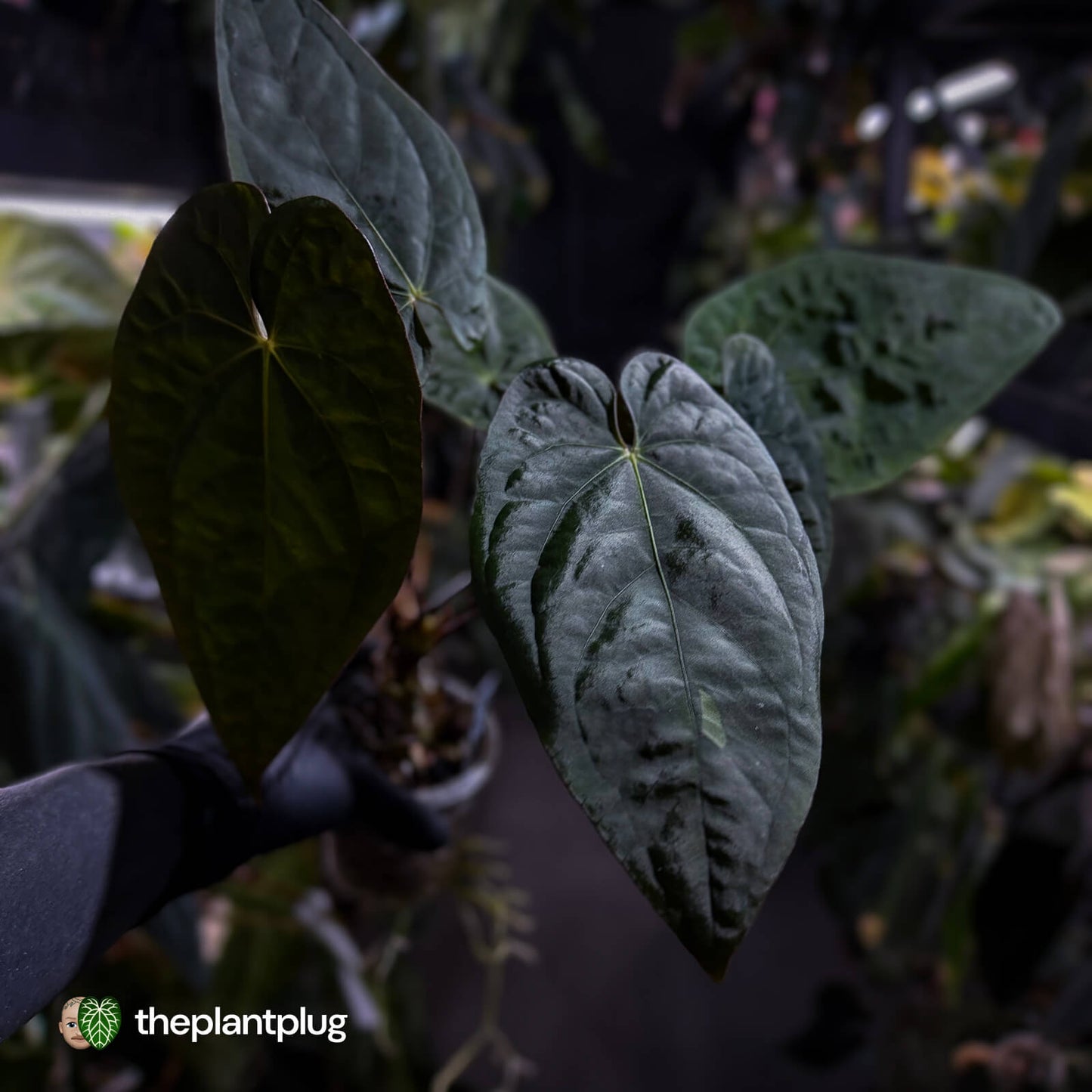 Anthurium #CherryNoir 🍒