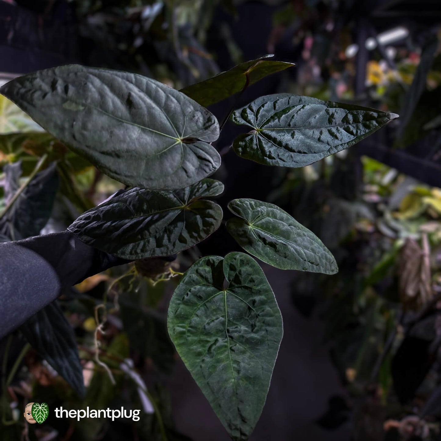 Anthurium #CherryNoir 🍒