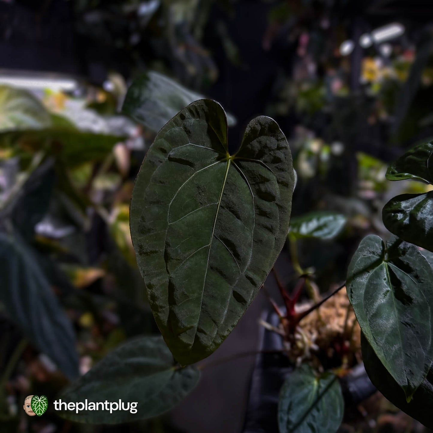 Anthurium #CherryNoir 🍒