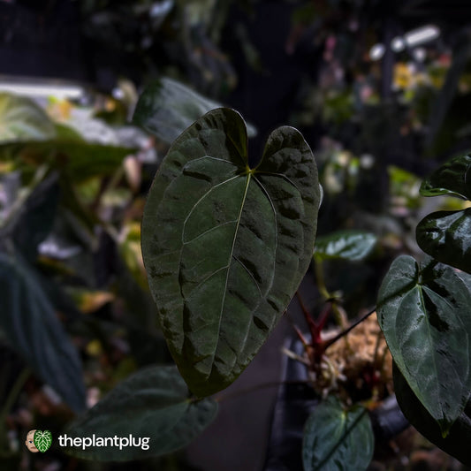 Anthurium #CherryNoir 🍒