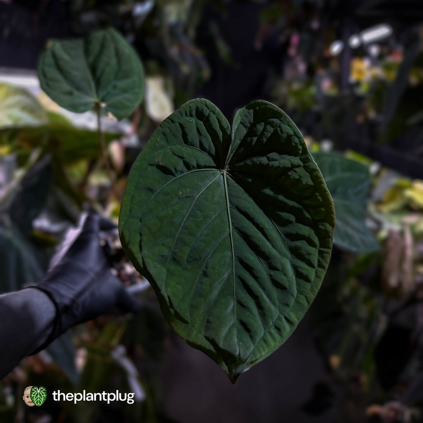 Anthurium 'Ace of Spades' x kunayalense
