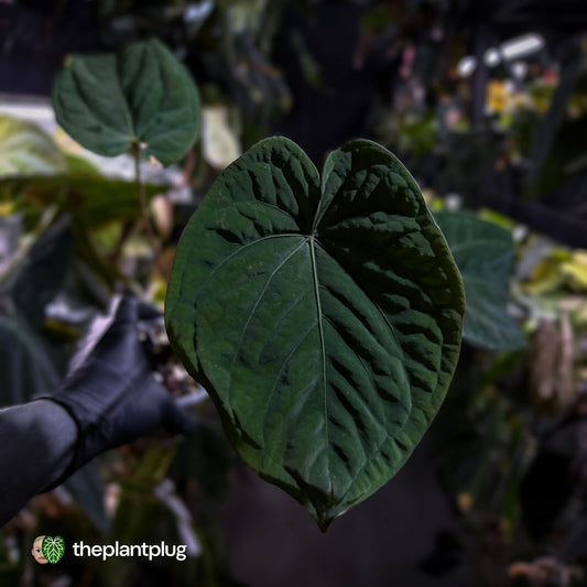 Anthurium 'Ace of Spades' x kunayalense