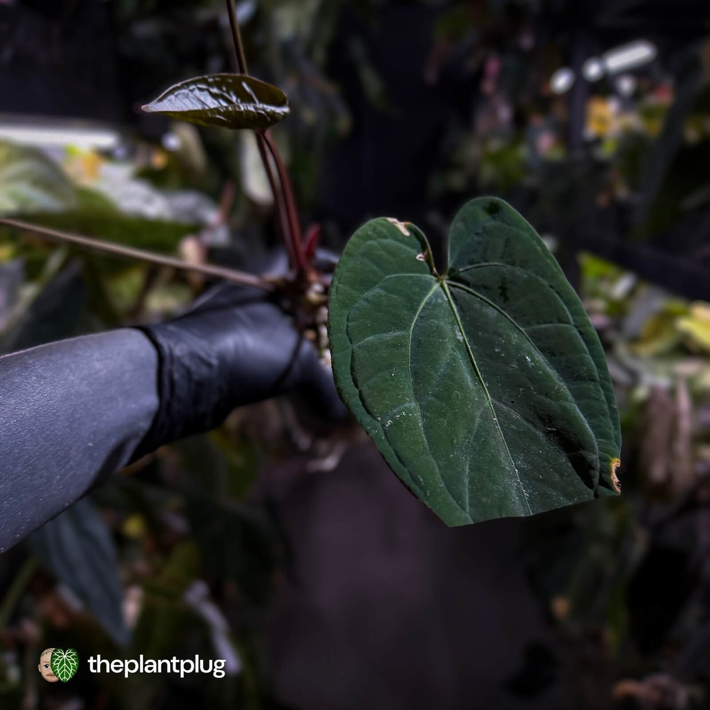 Anthurium 'Ace of Spades' x kunayalense