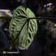 Anthurium 'Ace of Spades' x kunayalense